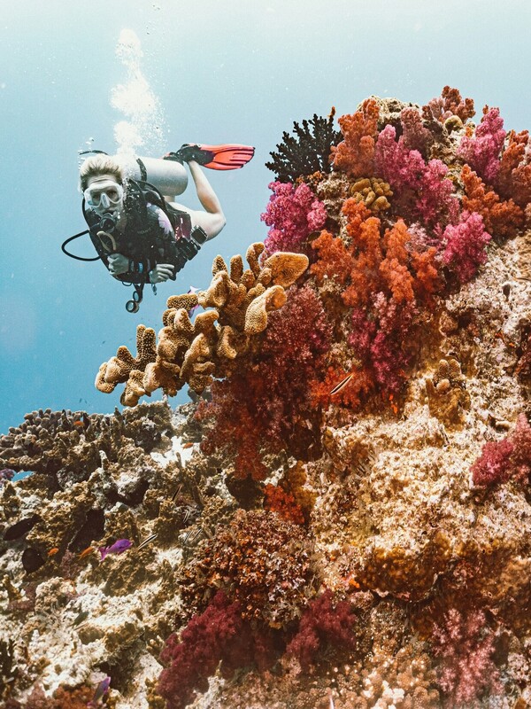 3rd quarter image - Diver Diving In Fiji
